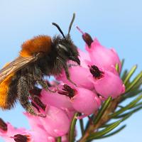 Tawny Mining Bee 9 